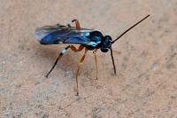 Diplazon laetatorius