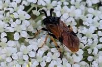 Arge melanochra