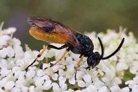 Arge melanochra