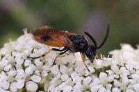 Arge melanochra
