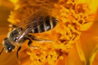 Halictus scabiosae
