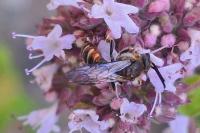 Lasioglossum calceatum