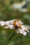 Seladonia subaurata