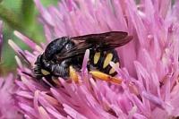 Pseudoanthidium nanum