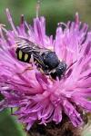 Pseudoanthidium nanum