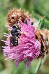 Pseudoanthidium nanum