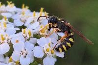 Cerceris quinquefasciata
