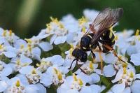 Cerceris quinquefasciata