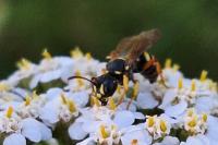 Cerceris quinquefasciata