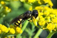 Lestica clypeata