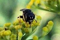 Lestica clypeata