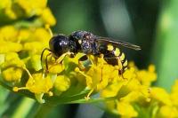 Lestica clypeata