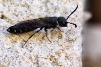 Sapygina decemguttata