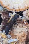 Sapygina decemguttata
