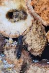 Sapygina decemguttata