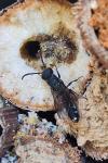 Sapygina decemguttata