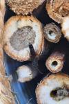 Sapygina decemguttata