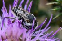 Megachile argentata