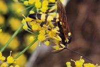 Ichneumon xanthorius