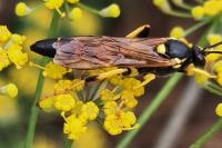Ichneumon xanthorius