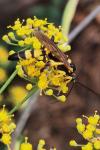 Ichneumon xanthorius