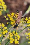 Ichneumon xanthorius