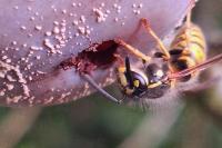 Vespula vulgaris
