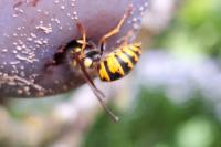 Vespula vulgaris