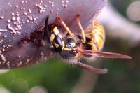 Vespula vulgaris