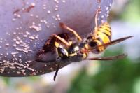 Vespula vulgaris