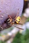Vespula vulgaris