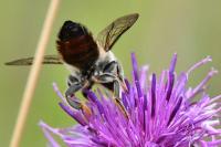 Megachile maritima