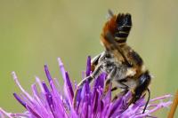 Megachile maritima