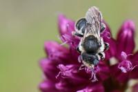 Osmia spinulosa