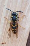 Vespula germanica