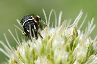 Hylaeus variegatus