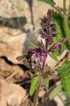 Anthidium manicatum