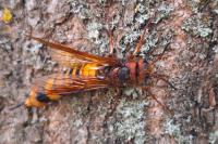 Tremex fuscicornis