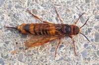 Tremex fuscicornis