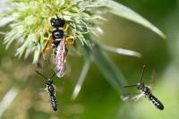 Cerceris ruficornis