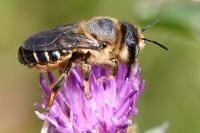 Lithurgus cornutus