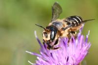 Lithurgus cornutus