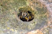 Megachile centuncularis
