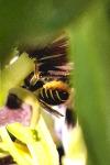Megachile centuncularis