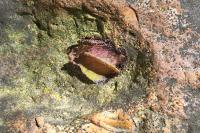 Megachile centuncularis
