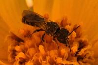 Heriades truncorum