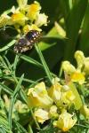 Anthidium manicatum