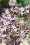 Megachile centuncularis