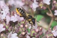 Megachile centuncularis