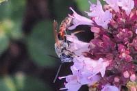 Lasioglossum albipes